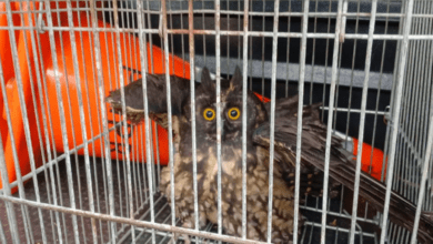 Coruja Mocho-diabo é reabilitada e devolvida à natureza no Paraná