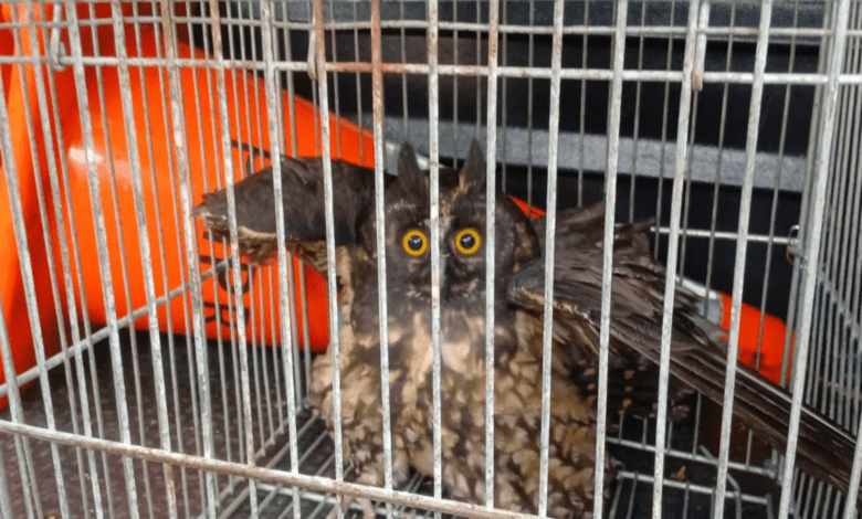 Coruja Mocho-diabo é reabilitada e devolvida à natureza no Paraná