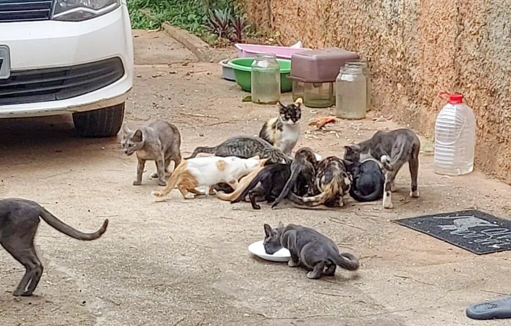 Curitiba expande tratamento gratuito de gatos com esporotricose Curitiba amplia tratamento gratuito de gatos com esporotricose