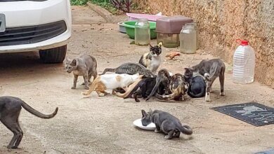Curitiba amplia tratamento gratuito de gatos com esporotricose