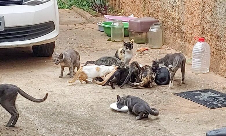 Curitiba amplia tratamento gratuito de gatos com esporotricose