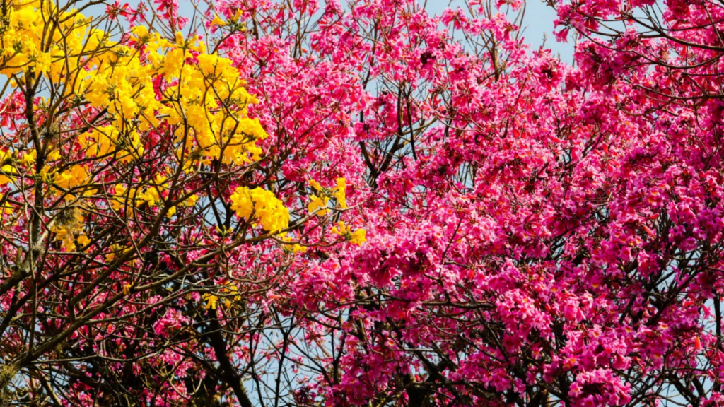 Florada de ipês em Curitiba depende de clima favorável Florada de ipês em Curitiba aguarda 'empurrãozinho' do clima