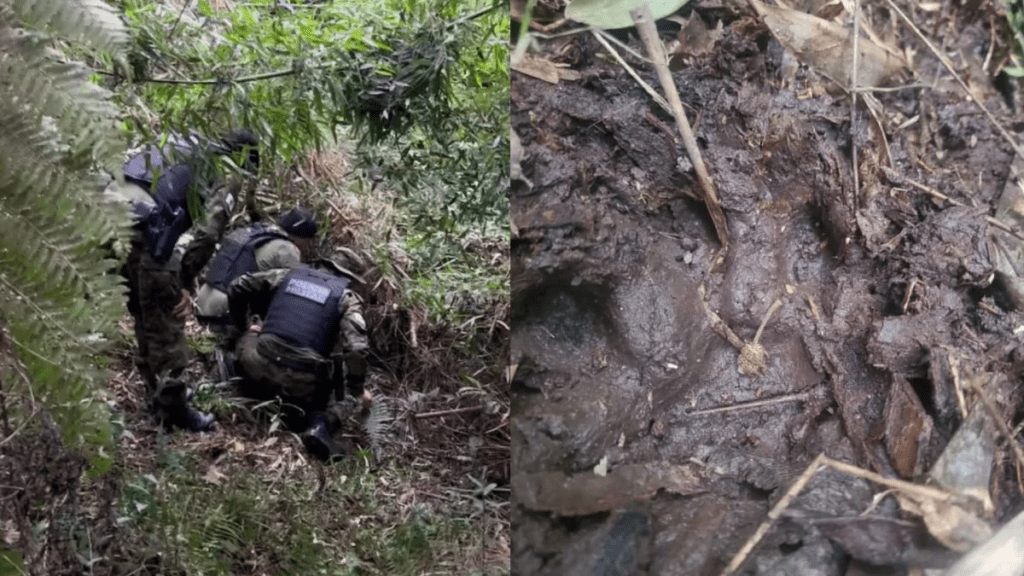 Polícia monitora presença de onça-parda em Campo Largo; vídeo