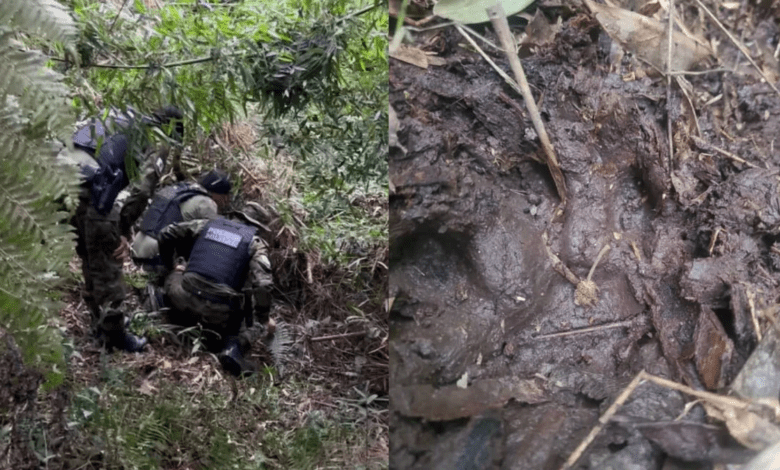 Polícia monitora presença de onça-parda em Campo Largo; vídeo