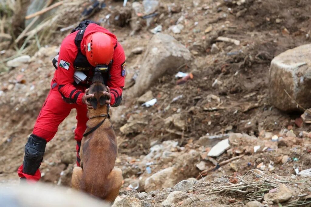Como são escolhidos os cães dos bombeiros Descubra como são selecionados os cães dos bombeiros