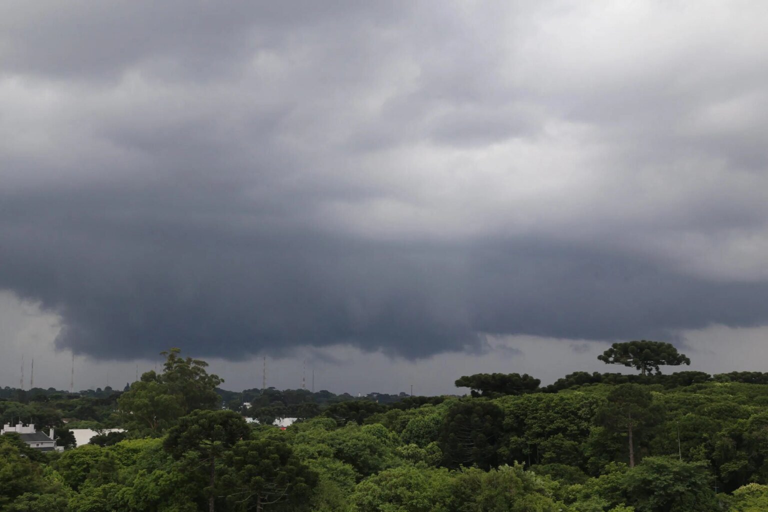 Curitiba registra queda de 20 árvores após chuva forte