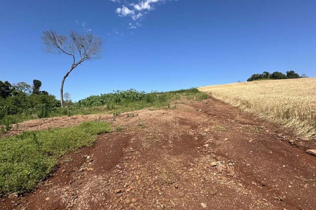 Desmatamento ilegal é flagrado em 19 cidades do Paraná Operação no Paraná flagra desmatamento ilegal em 19 cidades