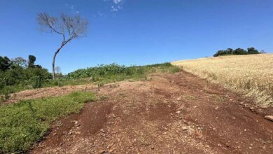 Operação no Paraná flagra desmatamento ilegal em 19 cidades