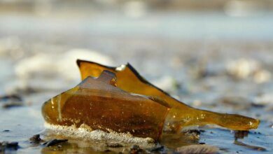 Dupla tenta assaltar bar e é expulsa a garrafadas no Litoral