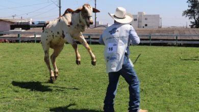 Expovel com “catraca livre” será de 5 a 9 de novembro - O Paraná