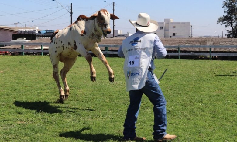 Expovel com “catraca livre” será de 5 a 9 de novembro - O Paraná