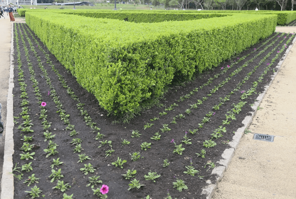 Jardim botânico recebe flores para a primavera Jardim Botânico começa a receber flores para a primavera