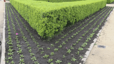 Jardim Botânico começa a receber flores para a primavera