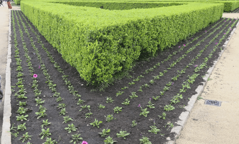 Jardim Botânico começa a receber flores para a primavera