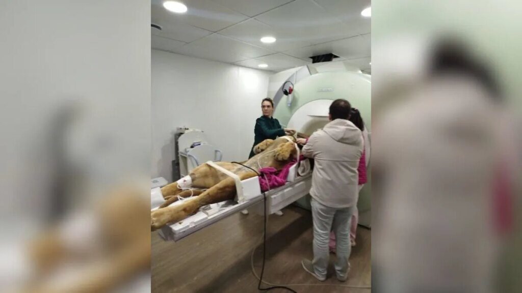 Leão do zoológico de Curitiba realiza ressonância magnética Leão do Zoo de Curitiba passa por ressonância magnética