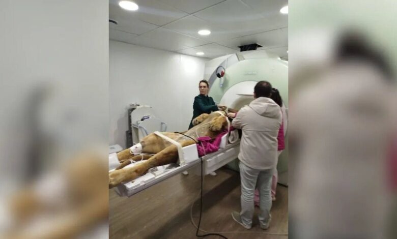 Leão do Zoo de Curitiba passa por ressonância magnética
