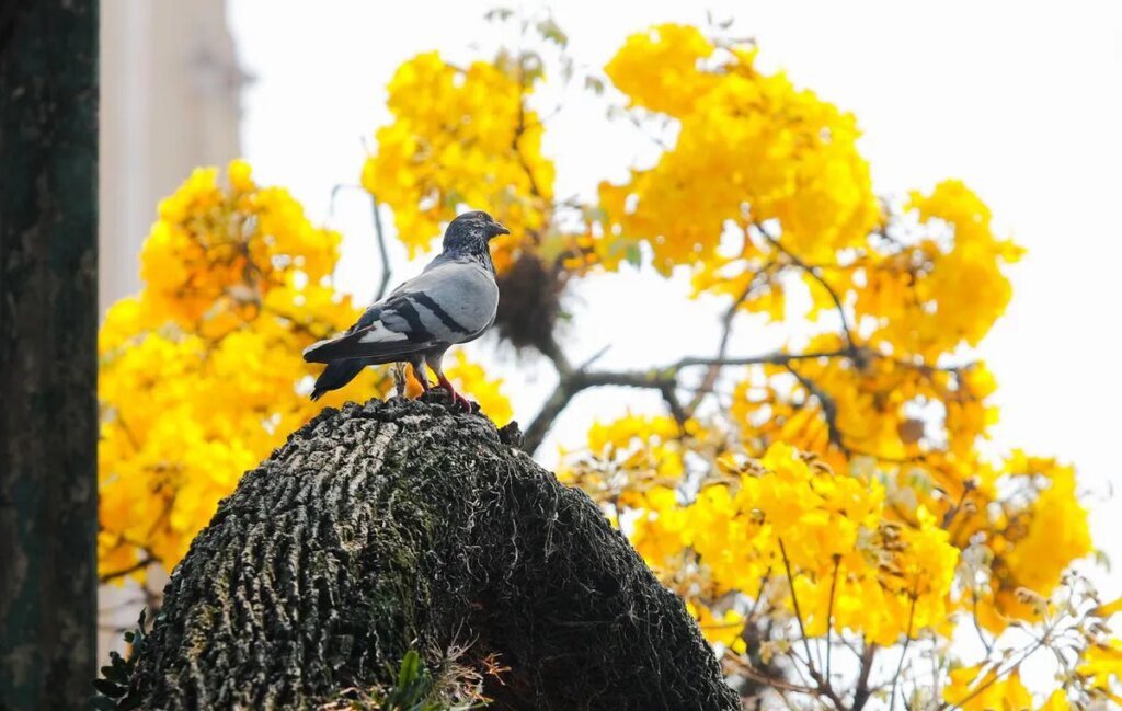 Primavera em Curitiba traz calor e possibilidade de tempestades Primavera em Curitiba terá temperaturas altas, mas previsão de tempestades