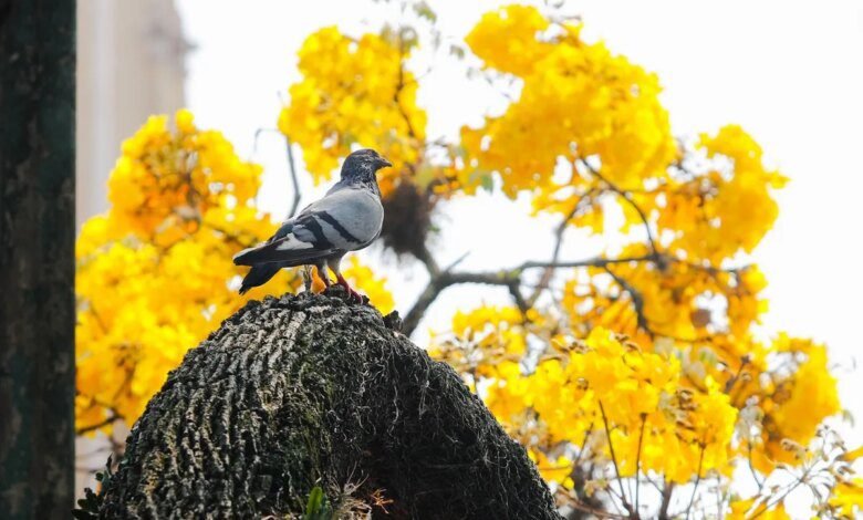 Primavera em Curitiba terá temperaturas altas, mas previsão de tempestades