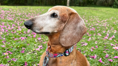 "era o cão mais amável"