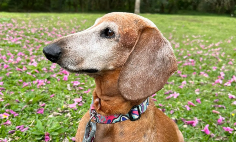 "era o cão mais amável"