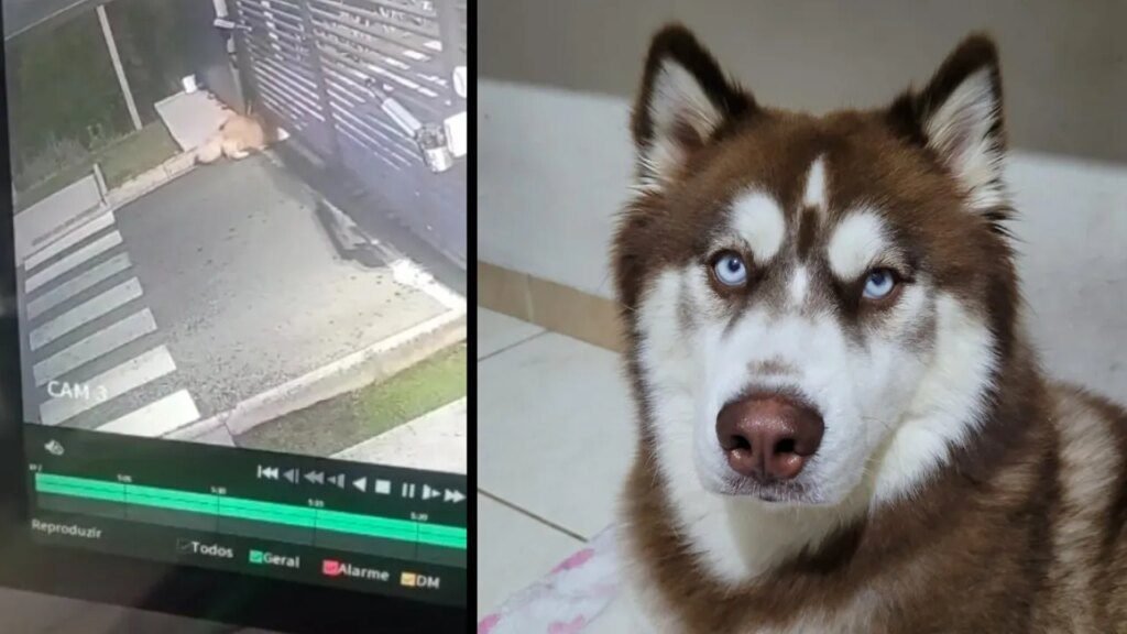 Cadela some após entrar em terreno vizinho na RMC