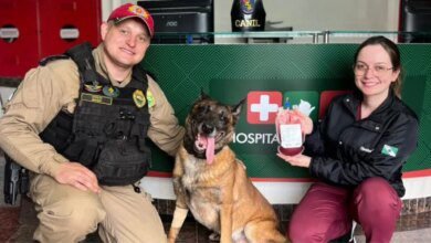 Cão policial doa sangue e salva vida de cachorra no Paraná