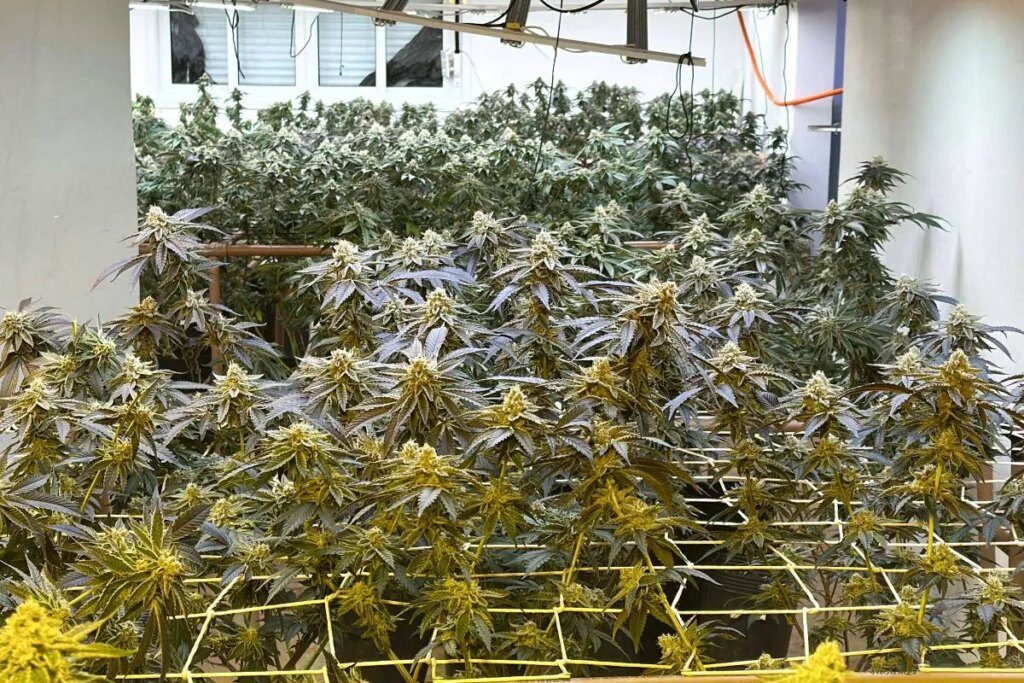 Casa em bairro de Curitiba tinha estufa e megaprodução de maconha