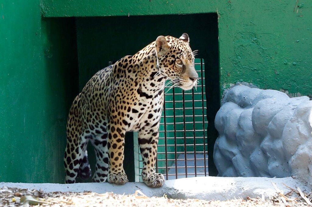Novo recinto dos grandes felinos reforça compromisso de Cascavel com o bem-estar animal - O Paraná