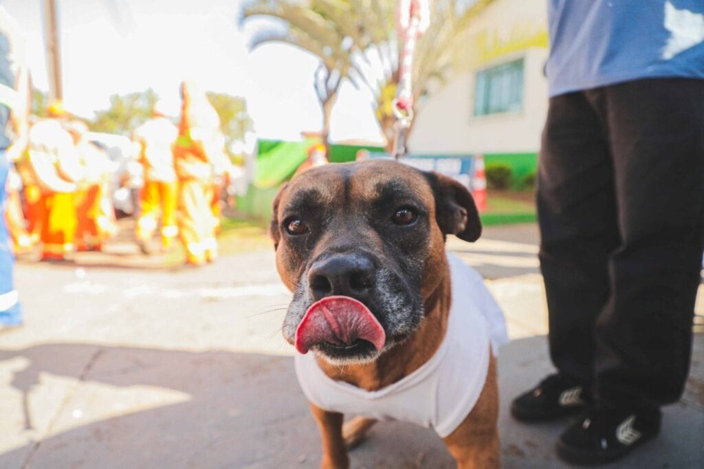 Castramóvel inicia cirurgias de 110 cães e gatos nesta segunda-feira (6), no Cras Rivieira - O Paraná