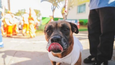 Castramóvel inicia cirurgias de 110 cães e gatos nesta segunda-feira (6), no Cras Rivieira - O Paraná