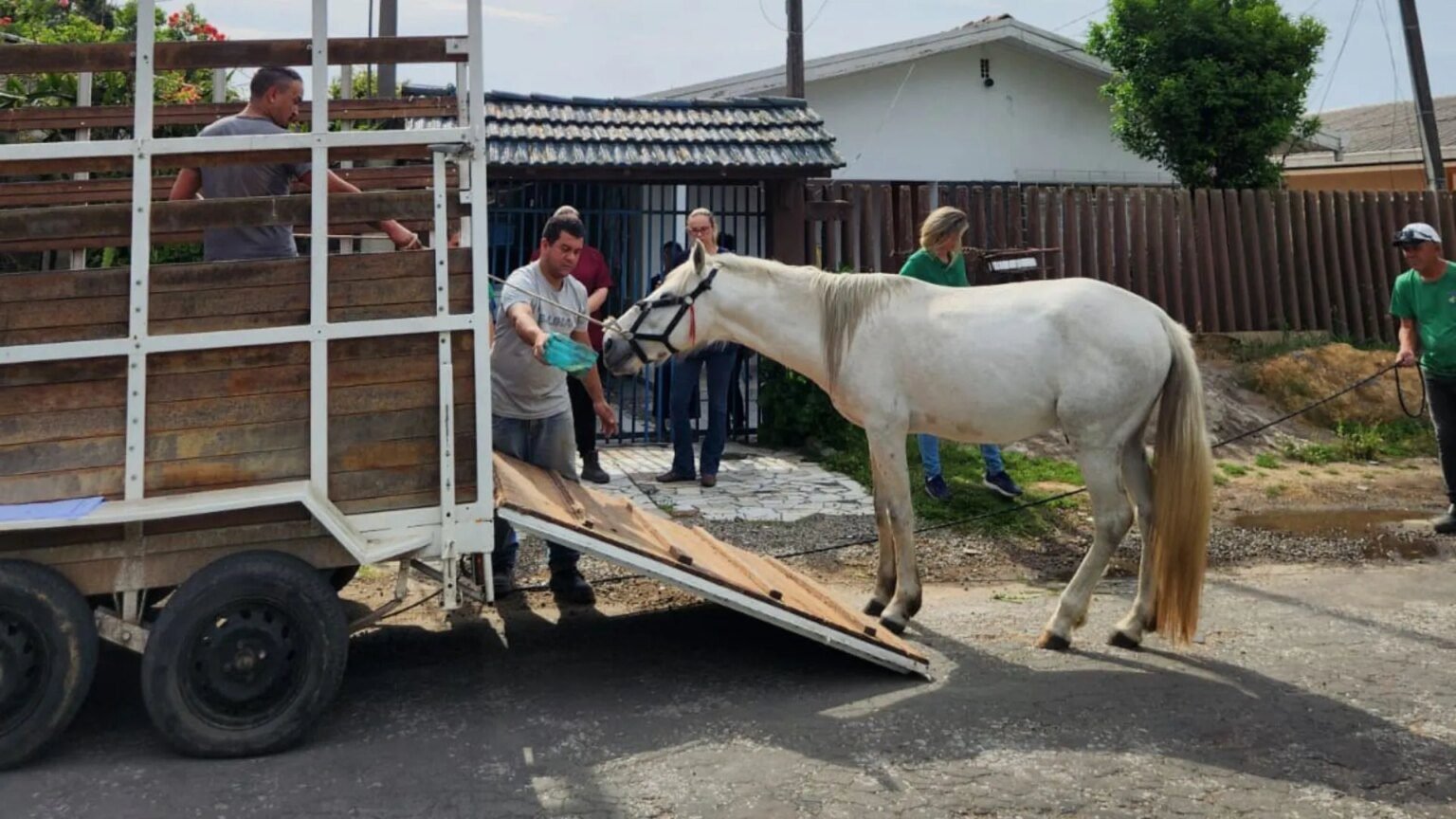 Cavalo é resgatado com cortes pelo corpo e sem água na RMC