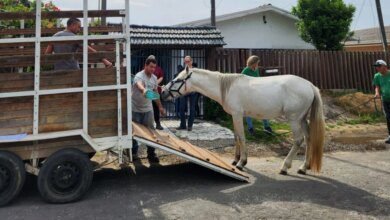 Cavalo é resgatado com cortes pelo corpo e sem água na RMC