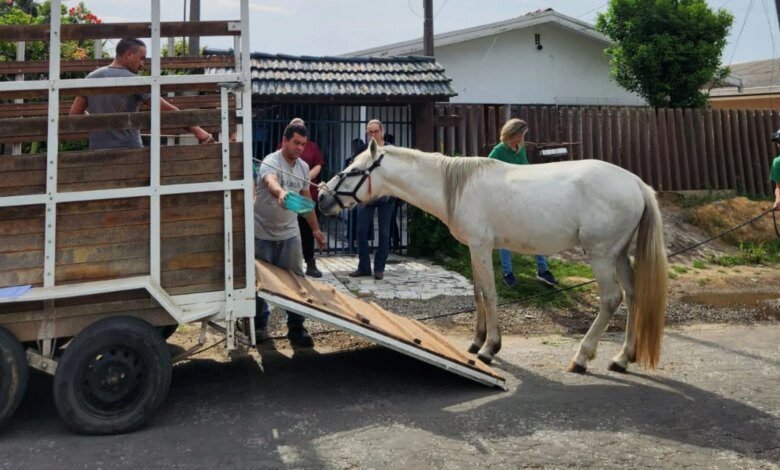 Cavalo é resgatado com cortes pelo corpo e sem água na RMC