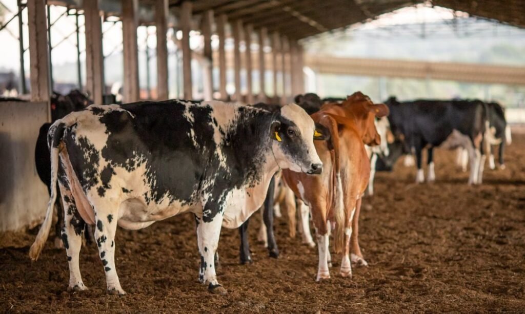 Crise do leite gera preocupação entre produtores no Paraná Entenda como a instabilidade no preço do leite afeta produtores rurais no Oeste do Paraná e ameaça pequenas propriedades - Foto: Reprodução