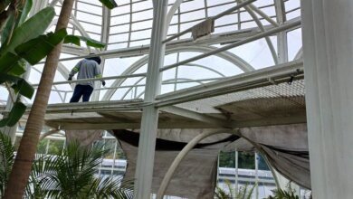Estufa do Jardim Botânico vai ficar fechada até o fim do mês