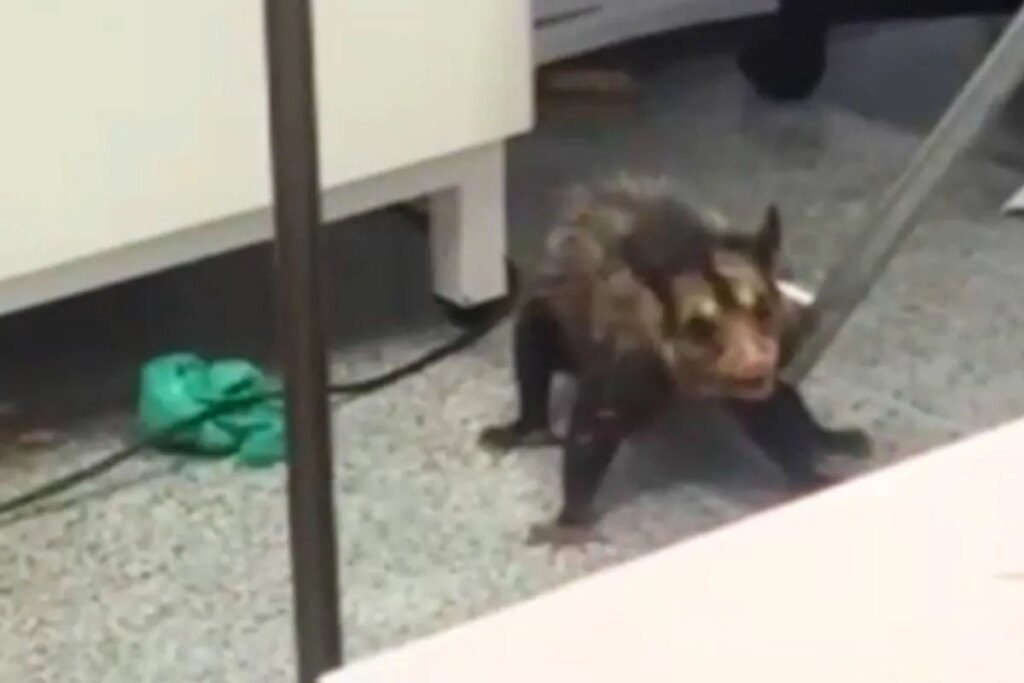 Gambá invade posto de saúde em Curitiba; Vídeo