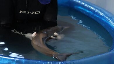 Filhote de golfinho raro é resgatado no Litoral do Paraná