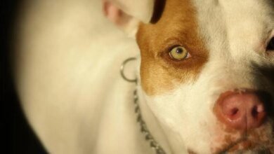 Homem é preso por furtar pitbull e praticar zoofilia no Paraná