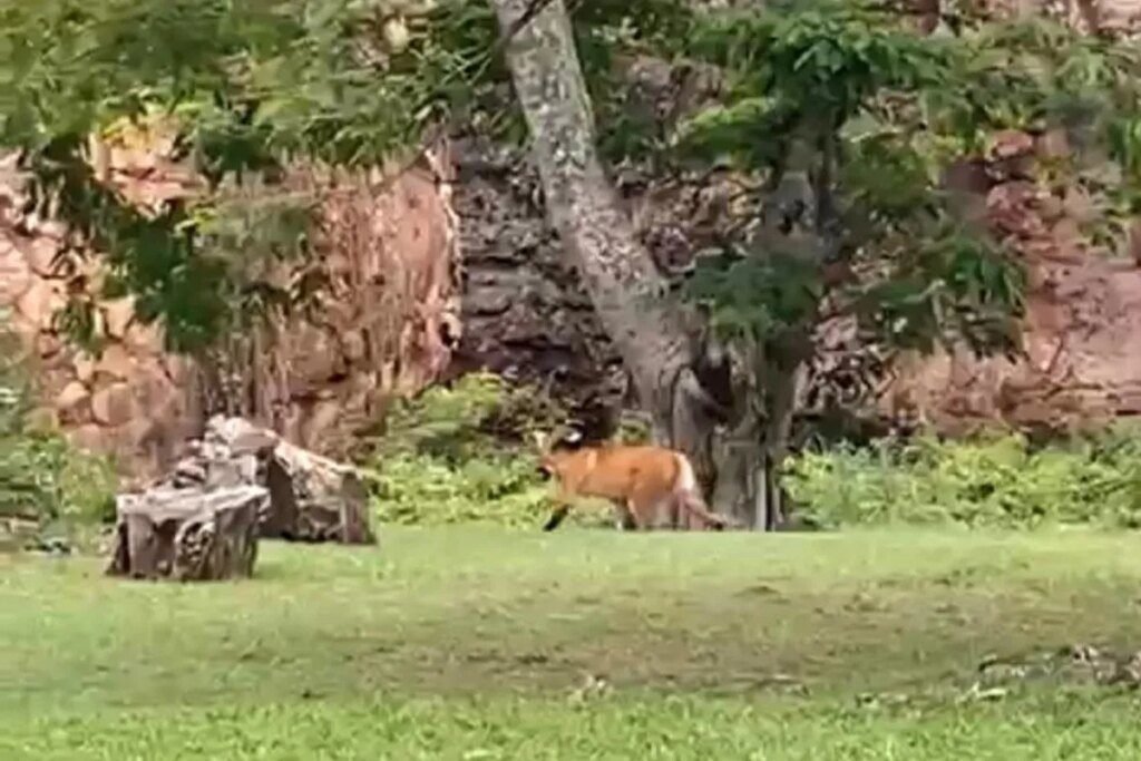 Lobo-guará é flagrado passeando no Parque Vila Velha; assista