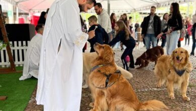 onde levar o pet para receber bênção em Curitiba