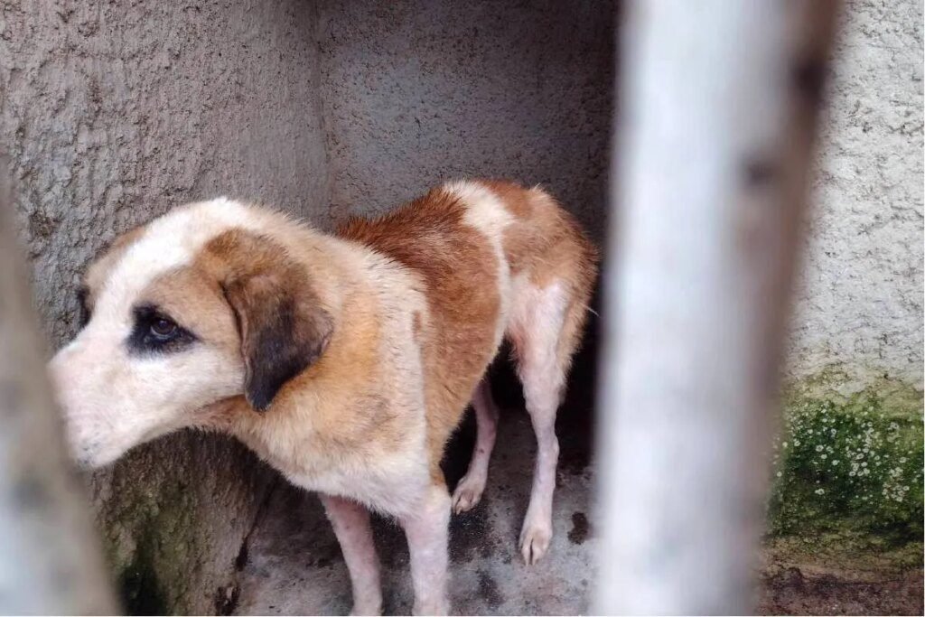 Mulher acusada de maus-tratos contra 300 animais é absolvida em Curitiba