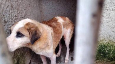 Mulher acusada de maus-tratos contra 300 animais é absolvida em Curitiba