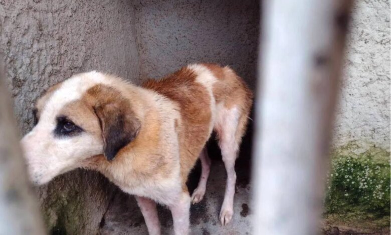 Mulher acusada de maus-tratos contra 300 animais é absolvida em Curitiba