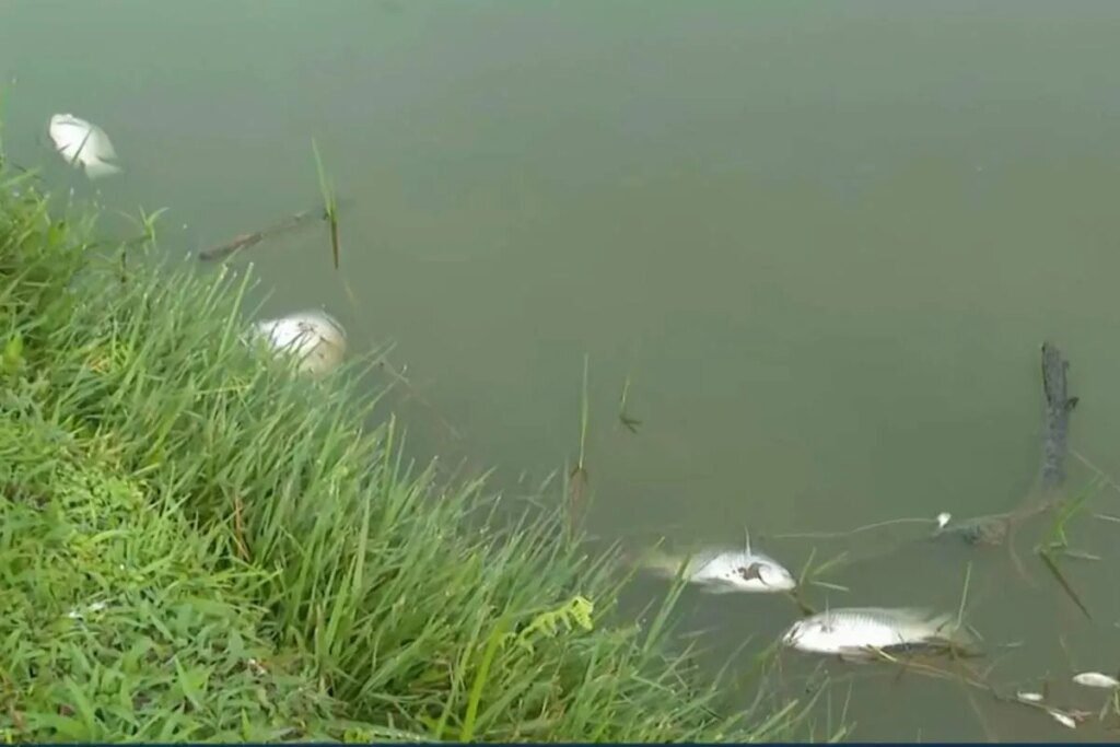 peixes surgem mortos em famoso lago