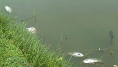 peixes surgem mortos em famoso lago
