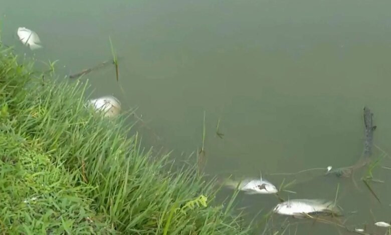 peixes surgem mortos em famoso lago