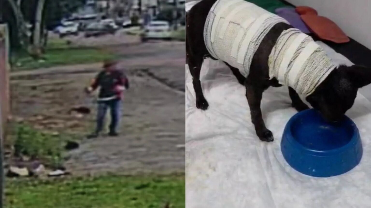 Polícia procura jardineiro suspeito de agredir cachorro em Curitiba Polícia busca por jardineiro que machucou cachorro em Curitiba