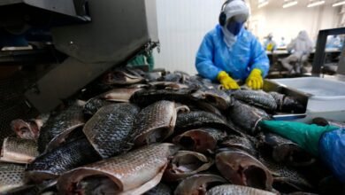 Setor pede cautela e teme colapso se tilápia