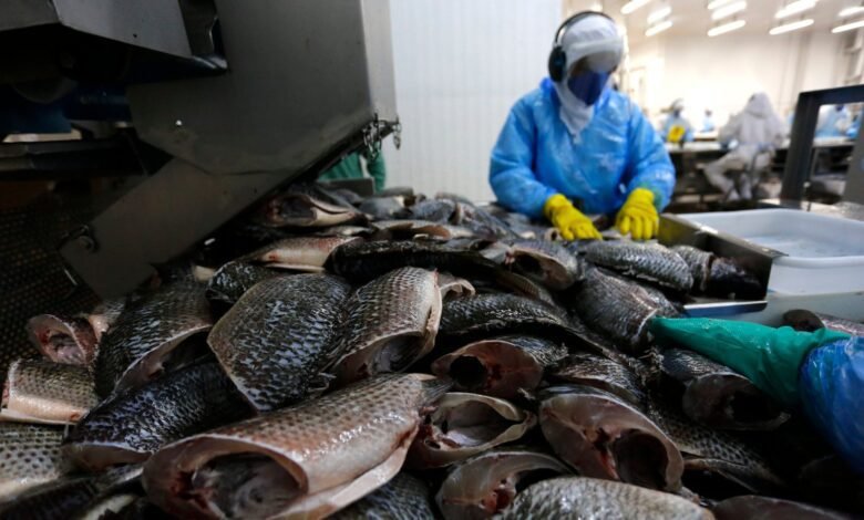 Setor pede cautela e teme colapso se tilápia