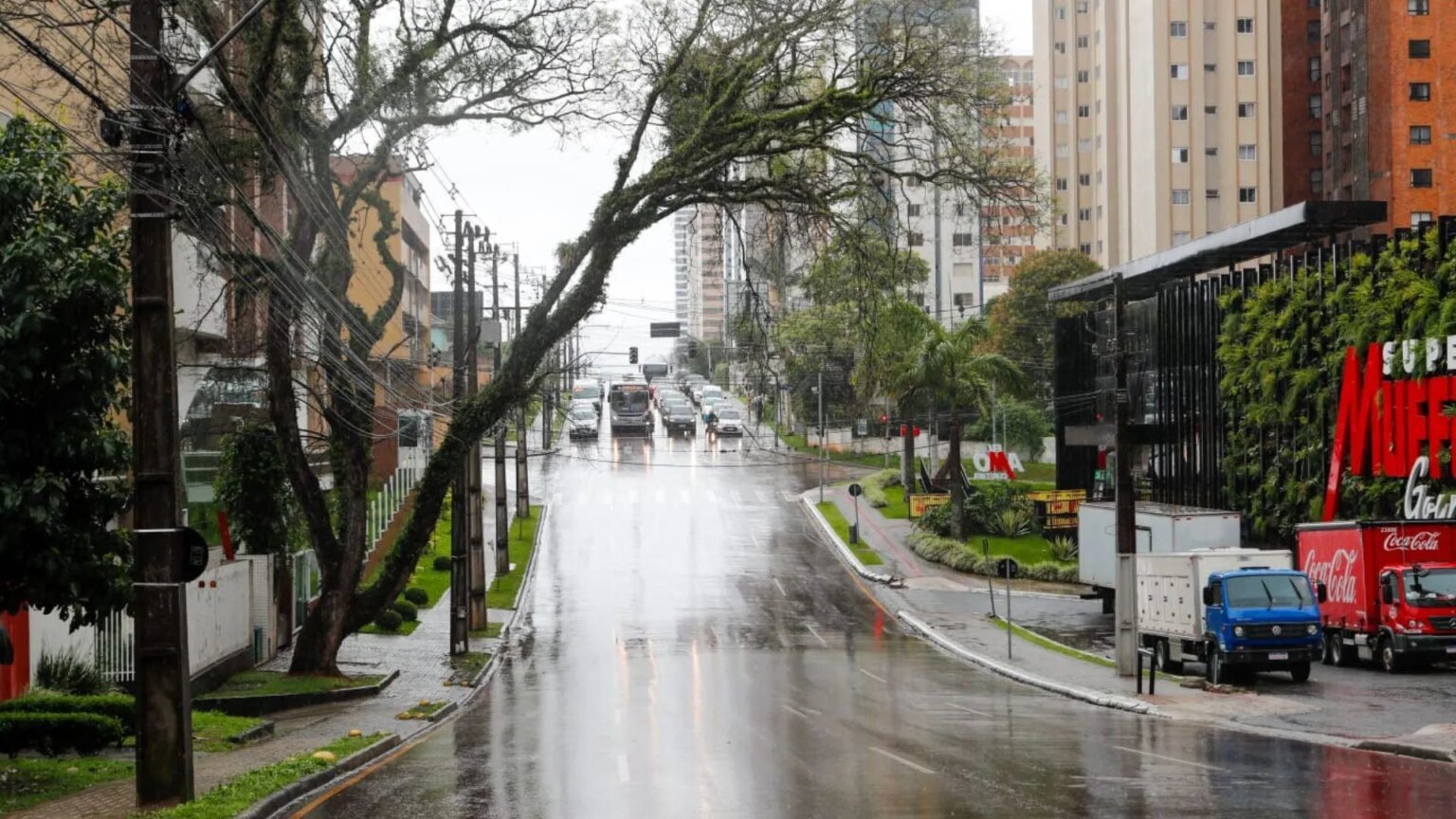 Tronco torto de árvore em Curitiba atrai olhares de curiosos Tronco torto de árvore em rua de Curitiba chama atenção